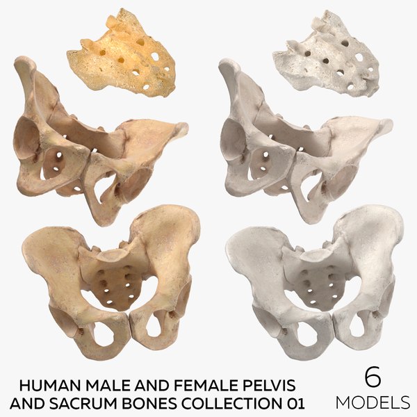 Human Male and Female Pelvis and Sacrum Bones White and Yellow - 6 models 3D model