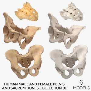 Human Male and Female Pelvis and Sacrum Bones White and Yellow - 6 models