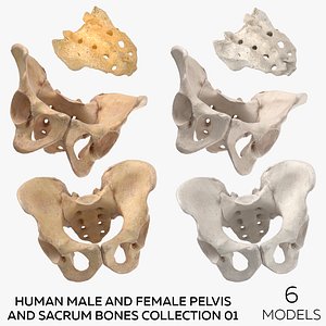 Human Male and Female Pelvis and Sacrum Bones White and Yellow - 6 models