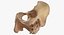 Human Male and Female Pelvis and Sacrum Bones White and Yellow - 6 models 3D model