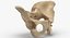 Human Male and Female Pelvis and Sacrum Bones White and Yellow - 6 models 3D model