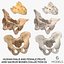 Human Male and Female Pelvis and Sacrum Bones White and Yellow - 6 models 3D model