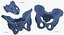 Human Male and Female Pelvis and Sacrum Bones White and Yellow - 6 models 3D model
