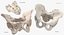 Human Male and Female Pelvis and Sacrum Bones White and Yellow - 6 models 3D model