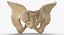 Human Male and Female Pelvis and Sacrum Bones White and Yellow - 6 models 3D model