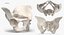 Human Male and Female Pelvis and Sacrum Bones White and Yellow - 6 models 3D model