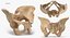 Human Male and Female Pelvis and Sacrum Bones White and Yellow - 6 models 3D model