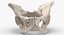 Human Male and Female Pelvis and Sacrum Bones White and Yellow - 6 models 3D model
