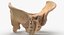Human Male and Female Pelvis and Sacrum Bones White and Yellow - 6 models 3D model