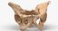 Human Male and Female Pelvis and Sacrum Bones White and Yellow - 6 models 3D model