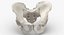 Human Male and Female Pelvis and Sacrum Bones White and Yellow - 6 models 3D model