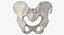 Human Male and Female Pelvis and Sacrum Bones White and Yellow - 6 models 3D model