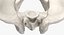 Human Male and Female Pelvis and Sacrum Bones White and Yellow - 6 models 3D model