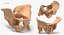 Human Male and Female Pelvis and Sacrum Bones White and Yellow - 6 models 3D model