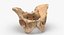 Human Male and Female Pelvis and Sacrum Bones White and Yellow - 6 models 3D model