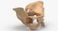 Human Male and Female Pelvis and Sacrum Bones White and Yellow - 6 models 3D model