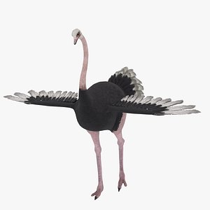 ostrichmodel model