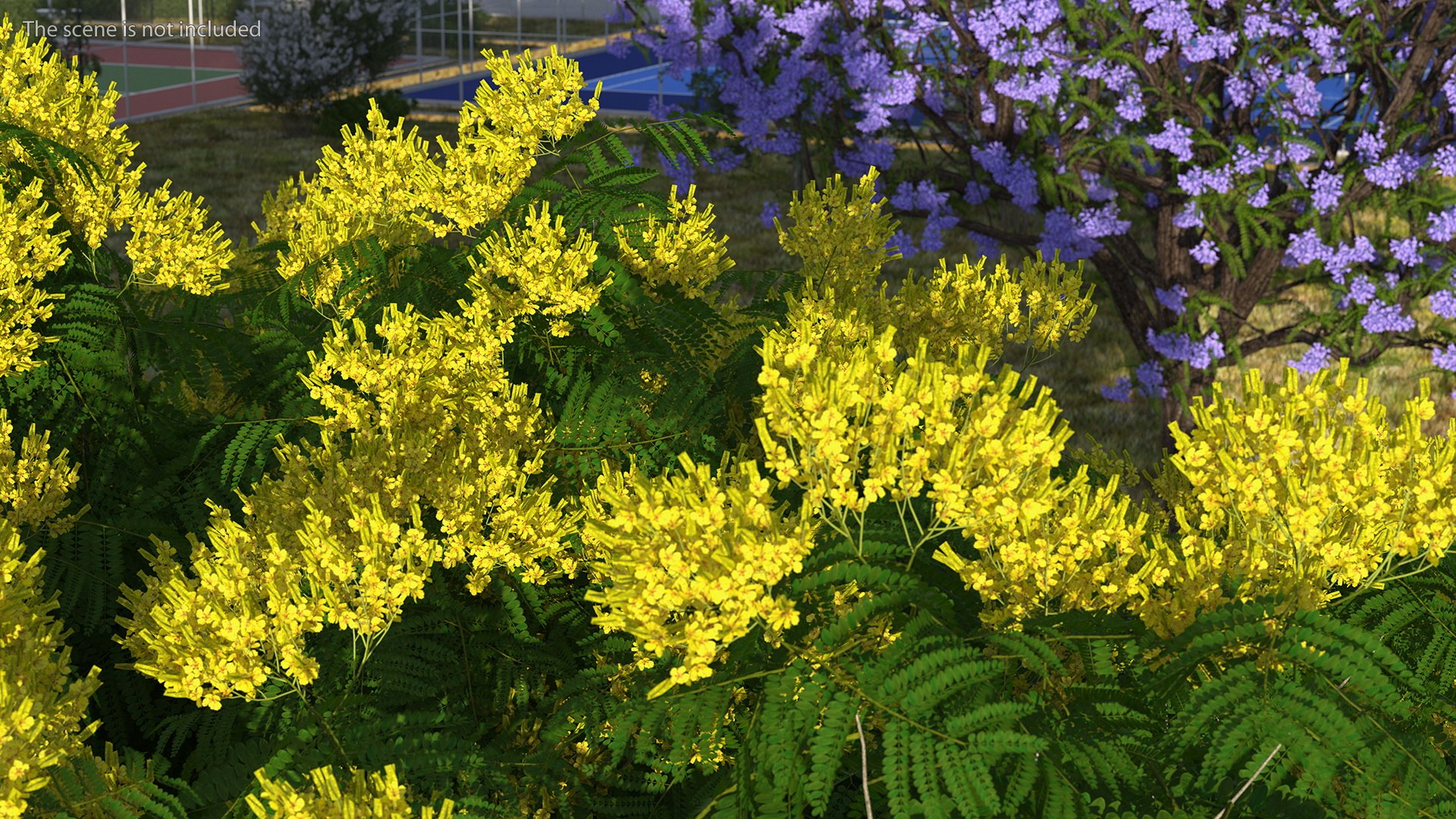 3D Peltophorum Pterocarpum Tree Flowers Model - TurboSquid 1705243