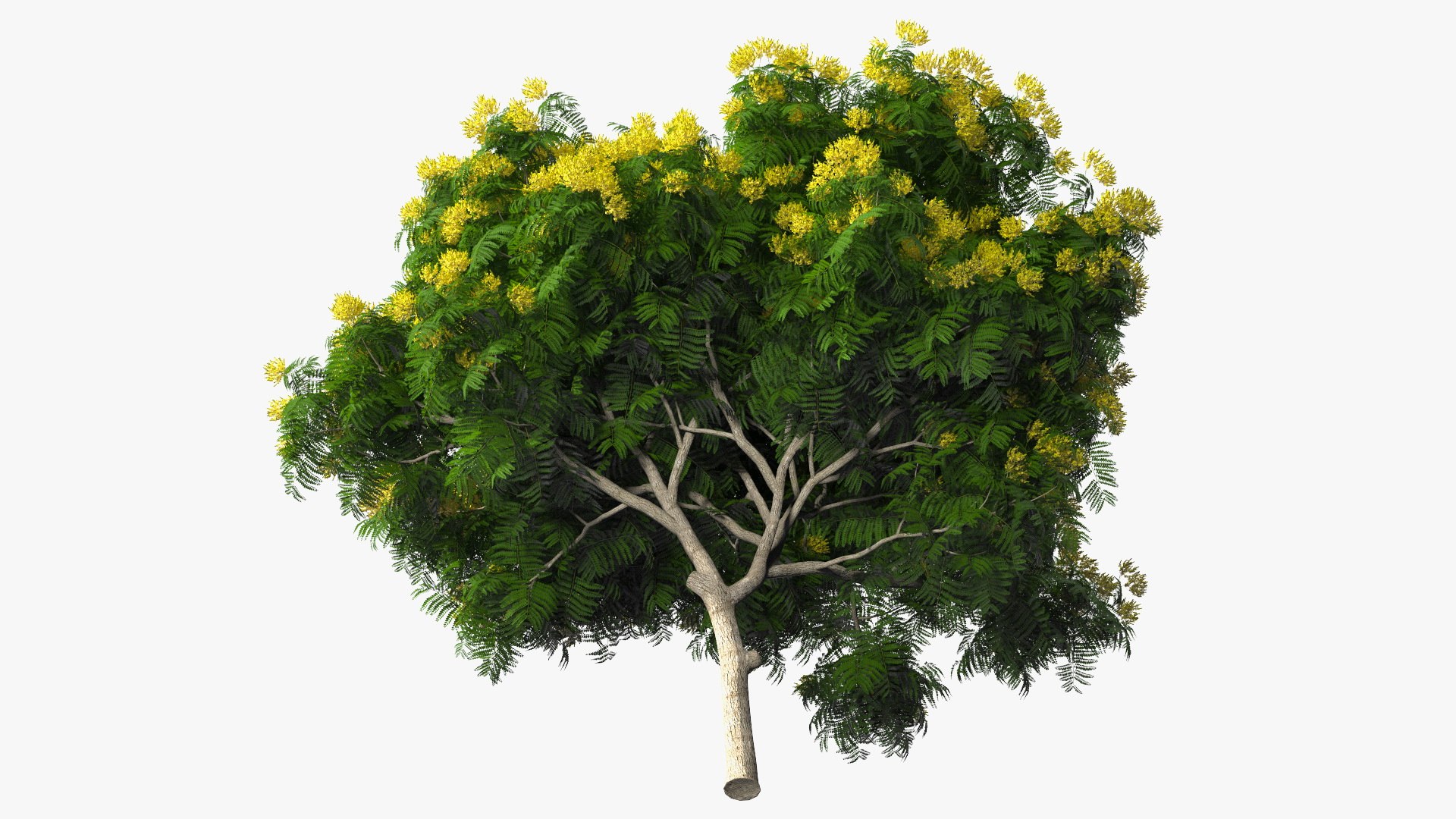 3D Peltophorum Pterocarpum Tree Flowers Model - TurboSquid 1705243