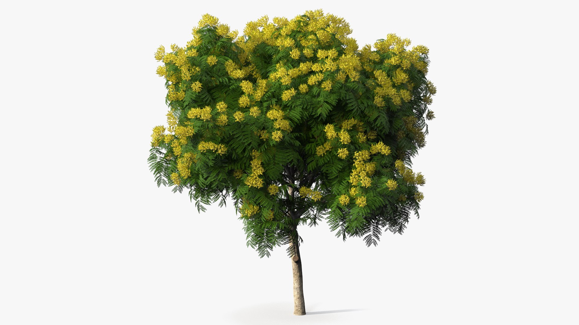3D Peltophorum Pterocarpum Tree Flowers Model - TurboSquid 1705243