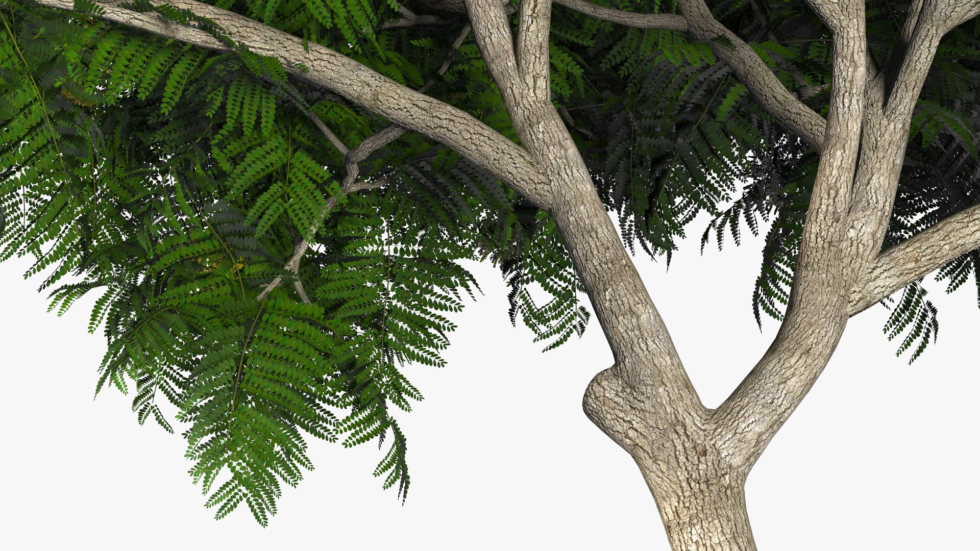 3D Peltophorum Pterocarpum Tree Flowers Model - TurboSquid 1705243