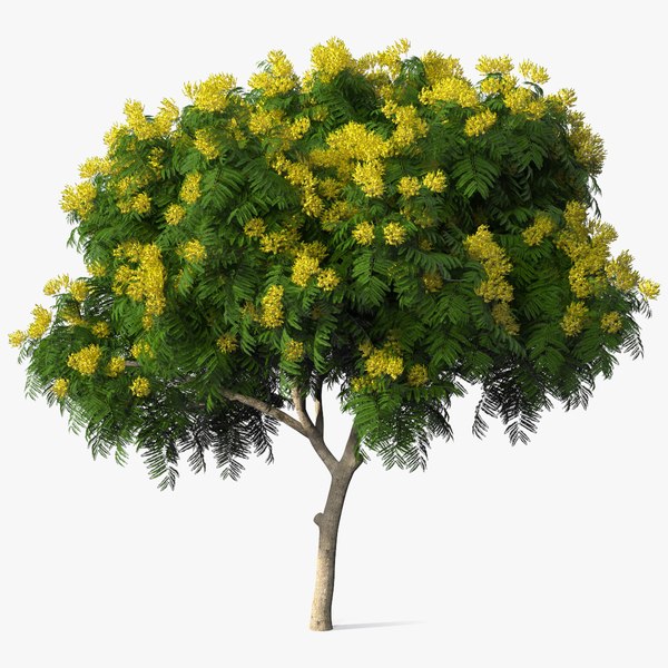 modelo 3d Peltophorum Pterocarpum Tree with Flowers - TurboSquid 1705243