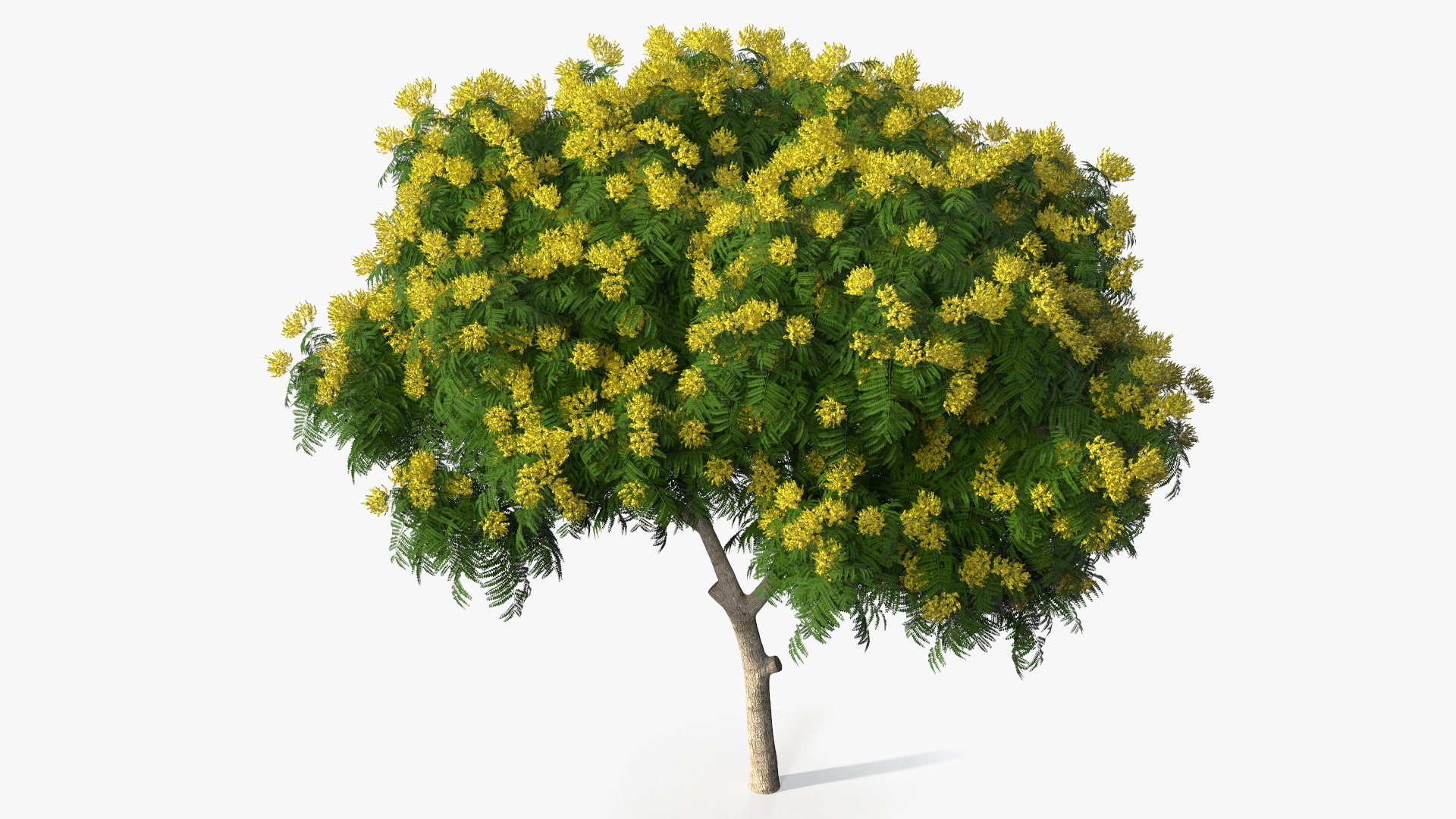 3D Peltophorum Pterocarpum Tree Flowers Model - TurboSquid 1705243