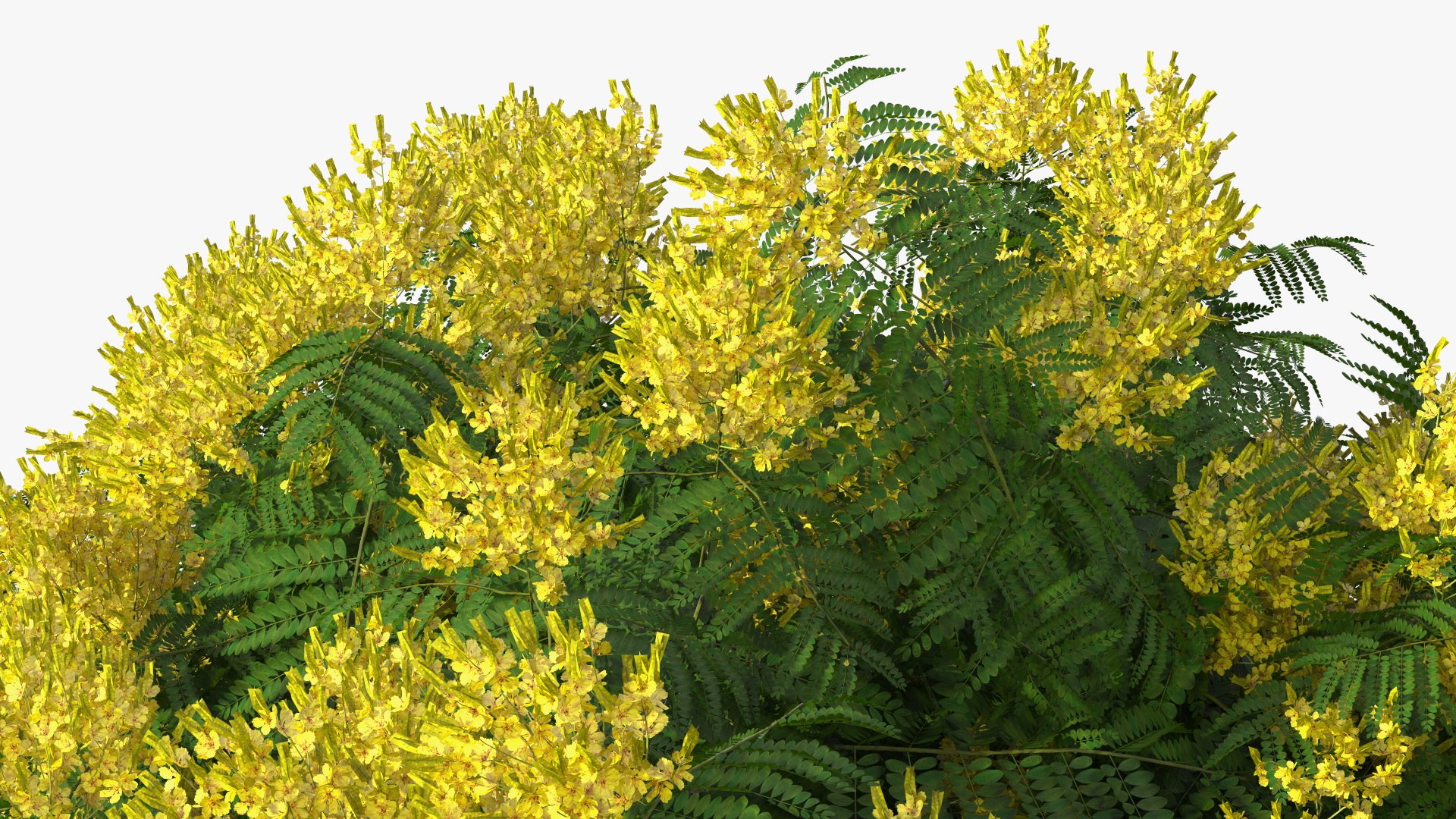 3D Peltophorum Pterocarpum Tree Flowers Model - TurboSquid 1705243