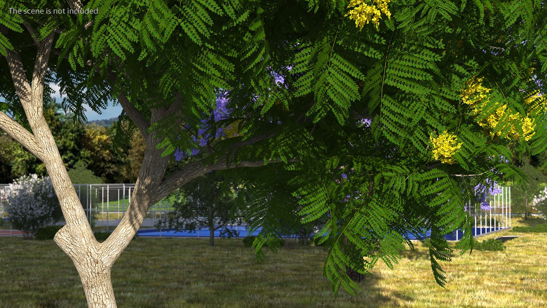 3D Peltophorum Pterocarpum Tree Flowers Model - TurboSquid 1705243