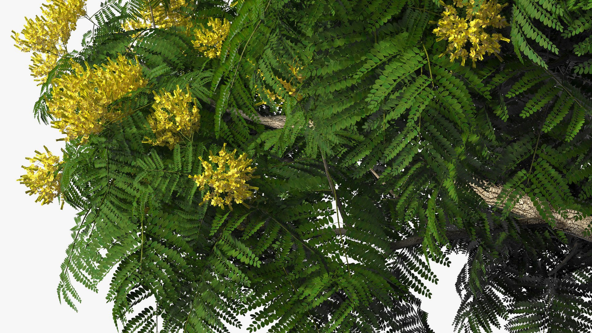 3D Peltophorum Pterocarpum Tree Flowers Model - TurboSquid 1705243