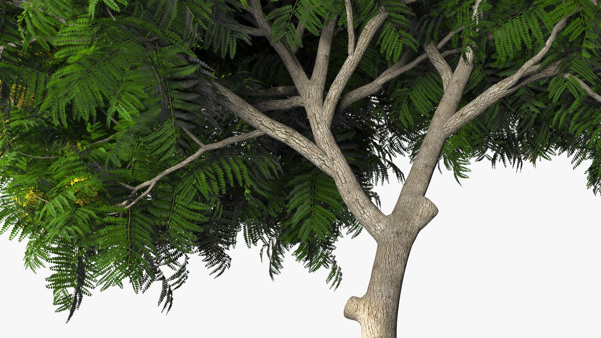 3D Peltophorum Pterocarpum Tree Flowers Model - TurboSquid 1705243