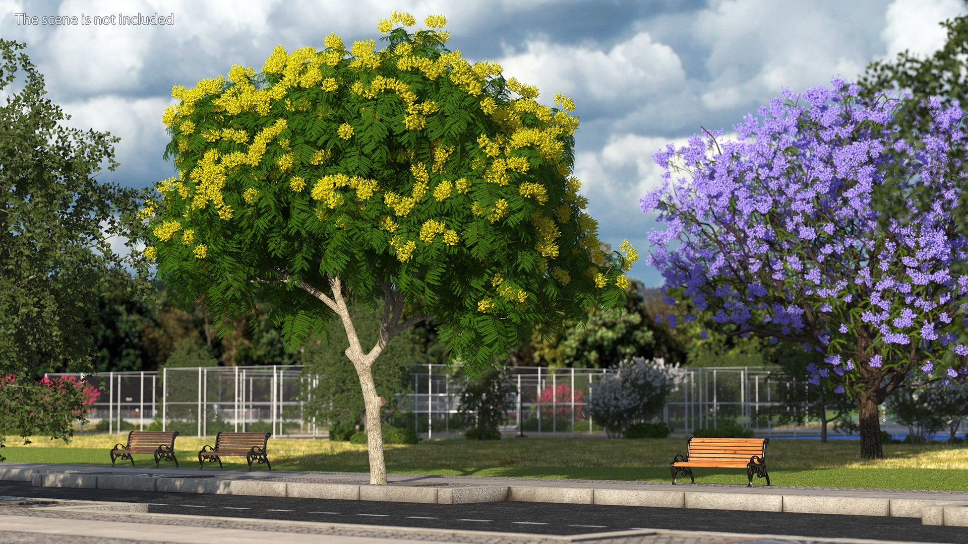 3D Peltophorum Pterocarpum Tree Flowers Model - TurboSquid 1705243
