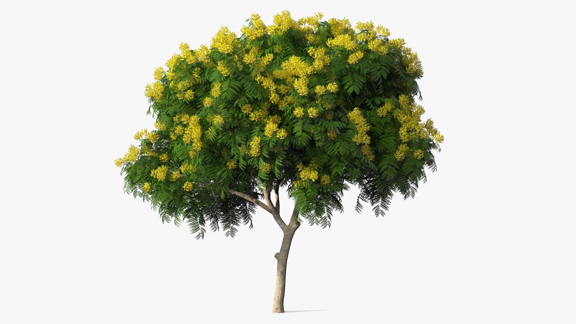 Peltophorum Pterocarpum Tree with Flowers 3D model preview