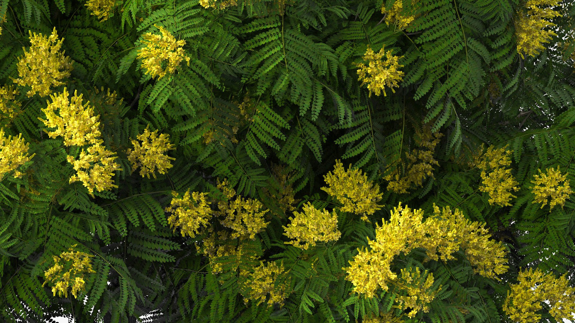 3D Peltophorum Pterocarpum Tree Flowers Model - TurboSquid 1705243