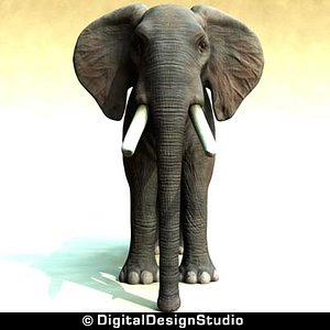maya african elephant