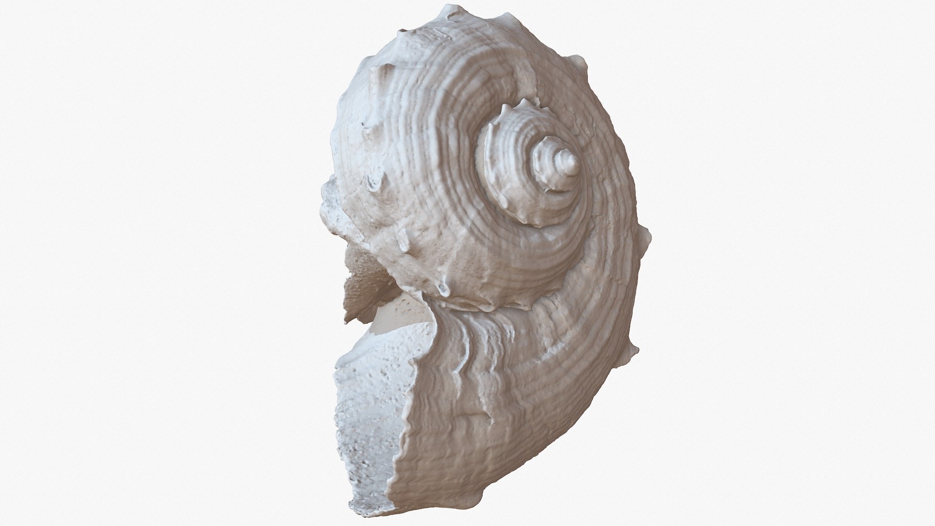 sea shell rapana 1m 3D model https://p.turbosquid.com/ts-thumb/CC/9PBXaG/F4dxo6AI/screenshot004/jpg/1501659604/1920x1080/fit_q87/4d93ed13b35f9da413a0cec6d5cceaef4960d4cc/screenshot004.jpg