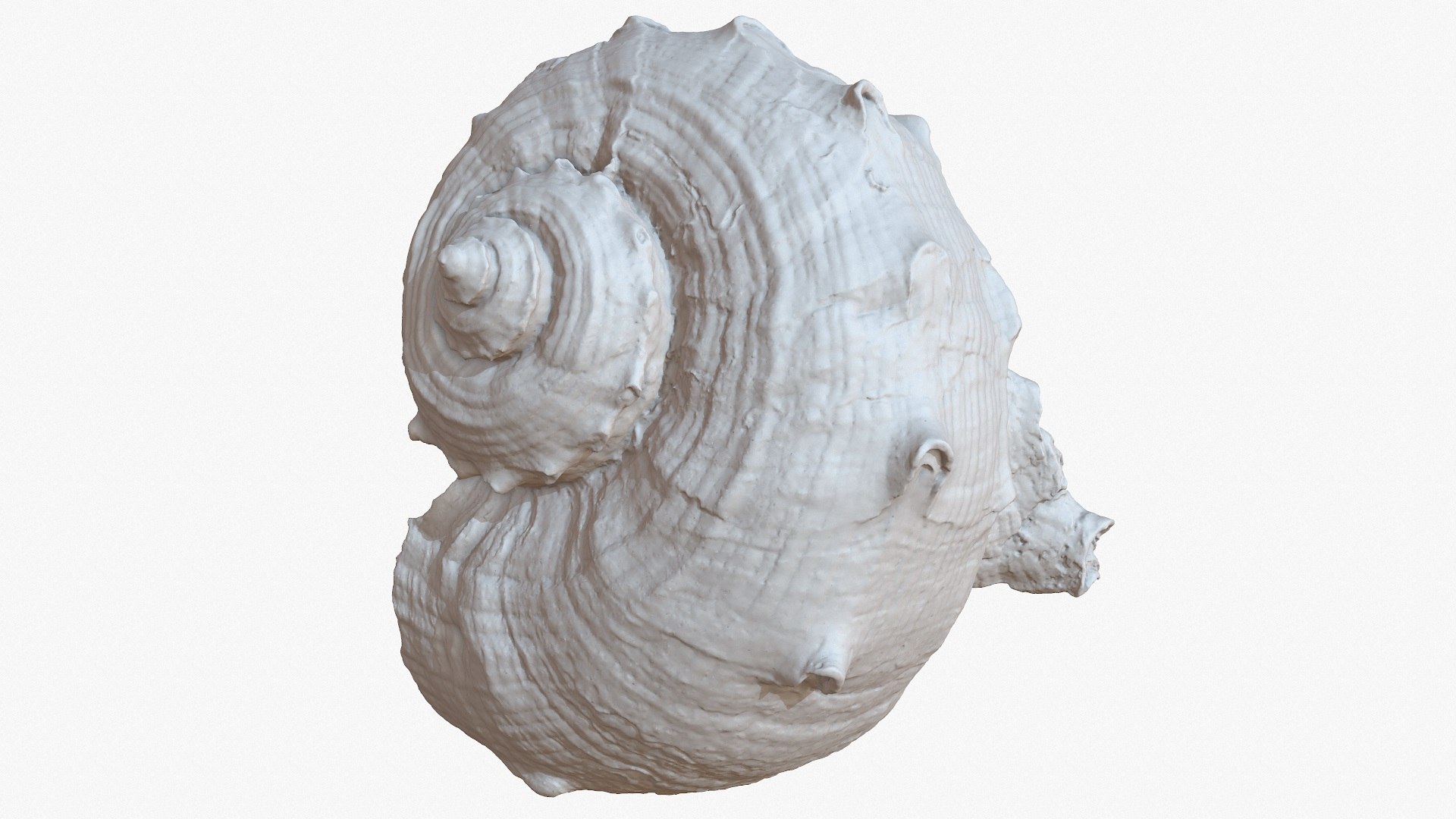 sea shell rapana 1m 3D model https://p.turbosquid.com/ts-thumb/CC/9PBXaG/Pc75vLxC/screenshot003/jpg/1501659604/1920x1080/fit_q87/18eee204bb78d7af02c554d711385f52253fc2c9/screenshot003.jpg