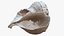 Sea Shell 24 Rapana 1M Raw Scan