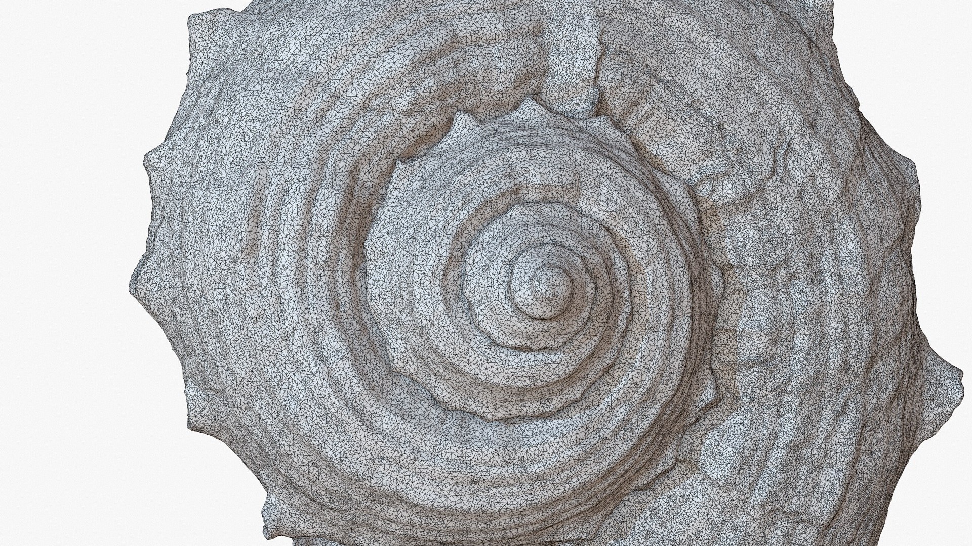 sea shell rapana 1m 3D model https://p.turbosquid.com/ts-thumb/CC/9PBXaG/hOiIYVHf/screenshot009/jpg/1501659604/1920x1080/fit_q87/be9ae8a2fac2794df7fe7fd2ea09bbd83a73e064/screenshot009.jpg