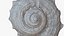 Sea Shell 24 Rapana 1M Raw Scan