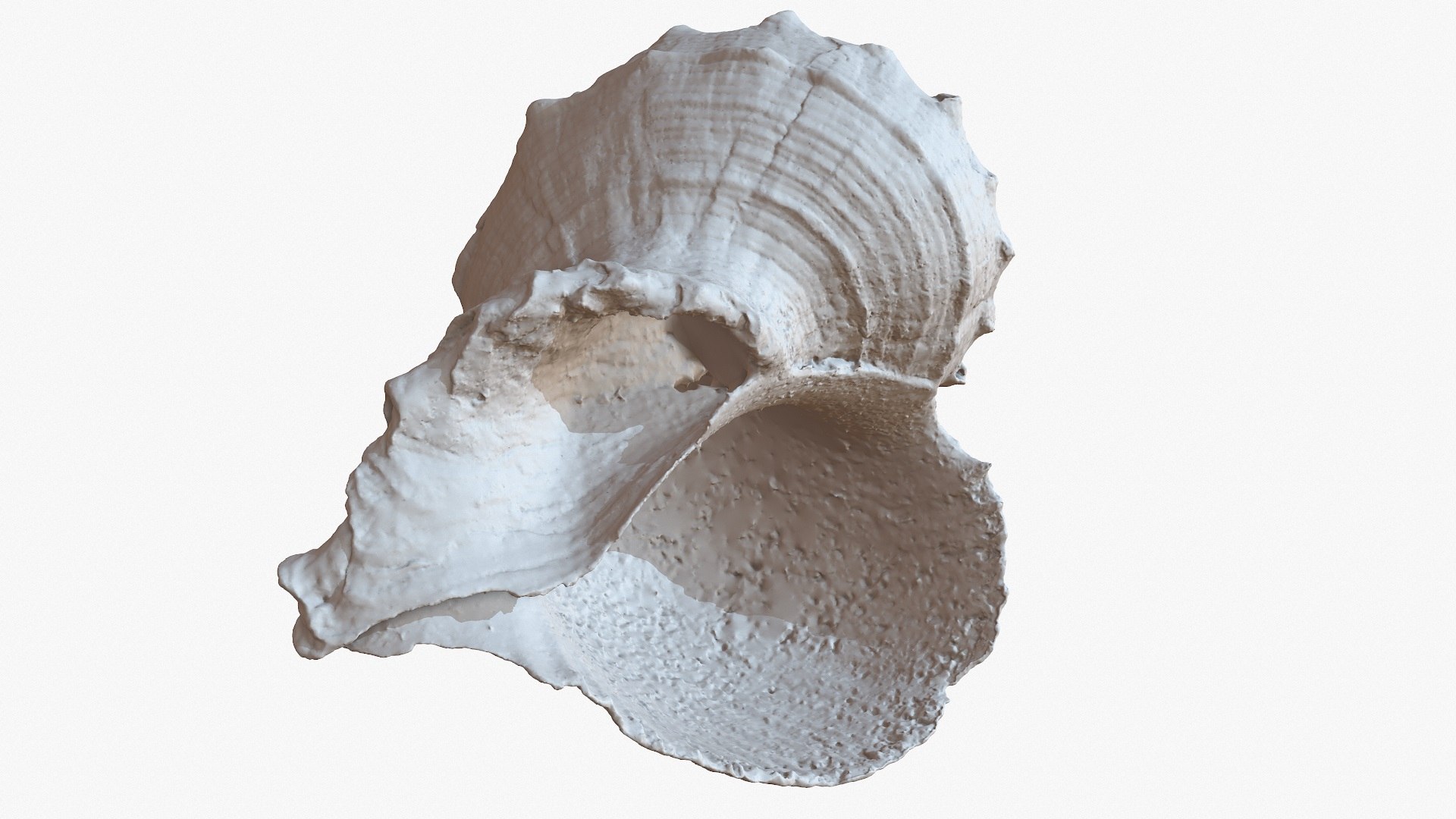 sea shell rapana 1m 3D model https://p.turbosquid.com/ts-thumb/CC/9PBXaG/jJFSec20/screenshot001/jpg/1501659604/1920x1080/fit_q87/a37388b5c1e32ea981c110684ed0796b23bb5a89/screenshot001.jpg
