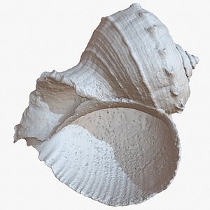 sea shell rapana 1m 3D model
