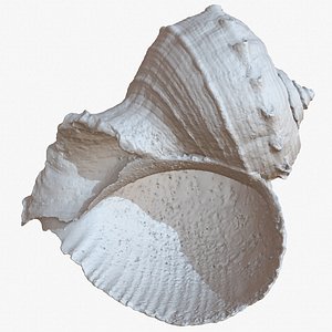 Sea Shell 24 Rapana 1M Raw Scan