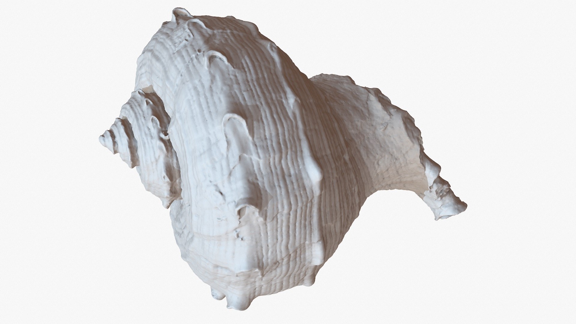 sea shell rapana 1m 3D model https://p.turbosquid.com/ts-thumb/CC/9PBXaG/u2AJ8X0s/screenshot007/jpg/1501659604/1920x1080/fit_q87/4a95b89a876bdd1b71710b6484c07eb117d745be/screenshot007.jpg