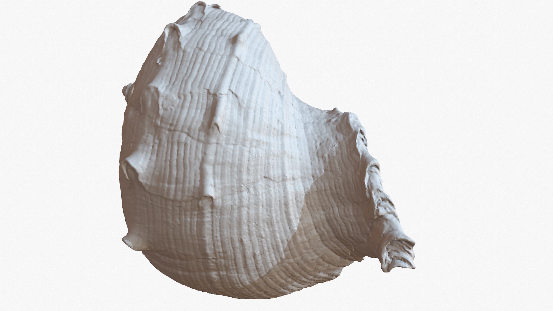 sea shell rapana 1m 3D model https://p.turbosquid.com/ts-thumb/CC/9PBXaG/vbj5e3nH/screenshot002/jpg/1501659604/1920x1080/fit_q87/94f4616bde1eb9c7e736148f8b2f16125819af50/screenshot002.jpg