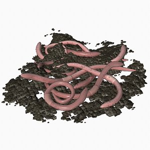 earthworm