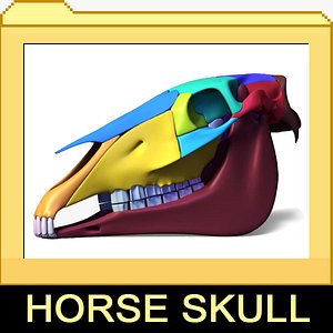 horse skull separated bones 3d 3ds