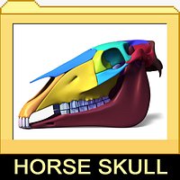 Horse Skull with separated bones
