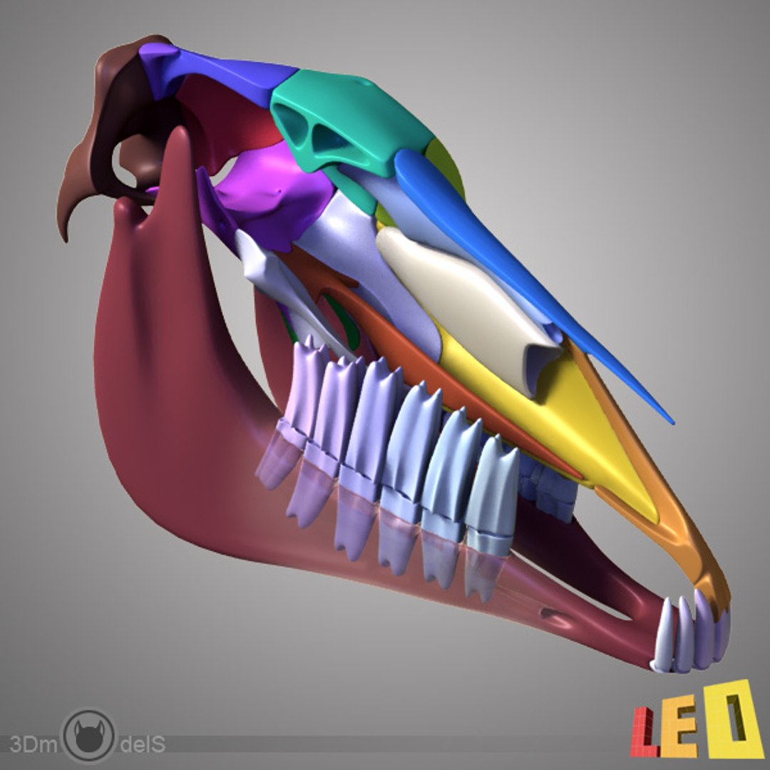 horse skull separated bones 3d 3ds https://p.turbosquid.com/ts-thumb/CC/wdWFOU/AUlqXv9y/horse_skull_leo3dmodels_02/jpg/1308561786/1920x1080/fit_q87/bd1f75afa51cb11056d0d601a2e51d79fab730bd/horse_skull_leo3dmodels_02.jpg