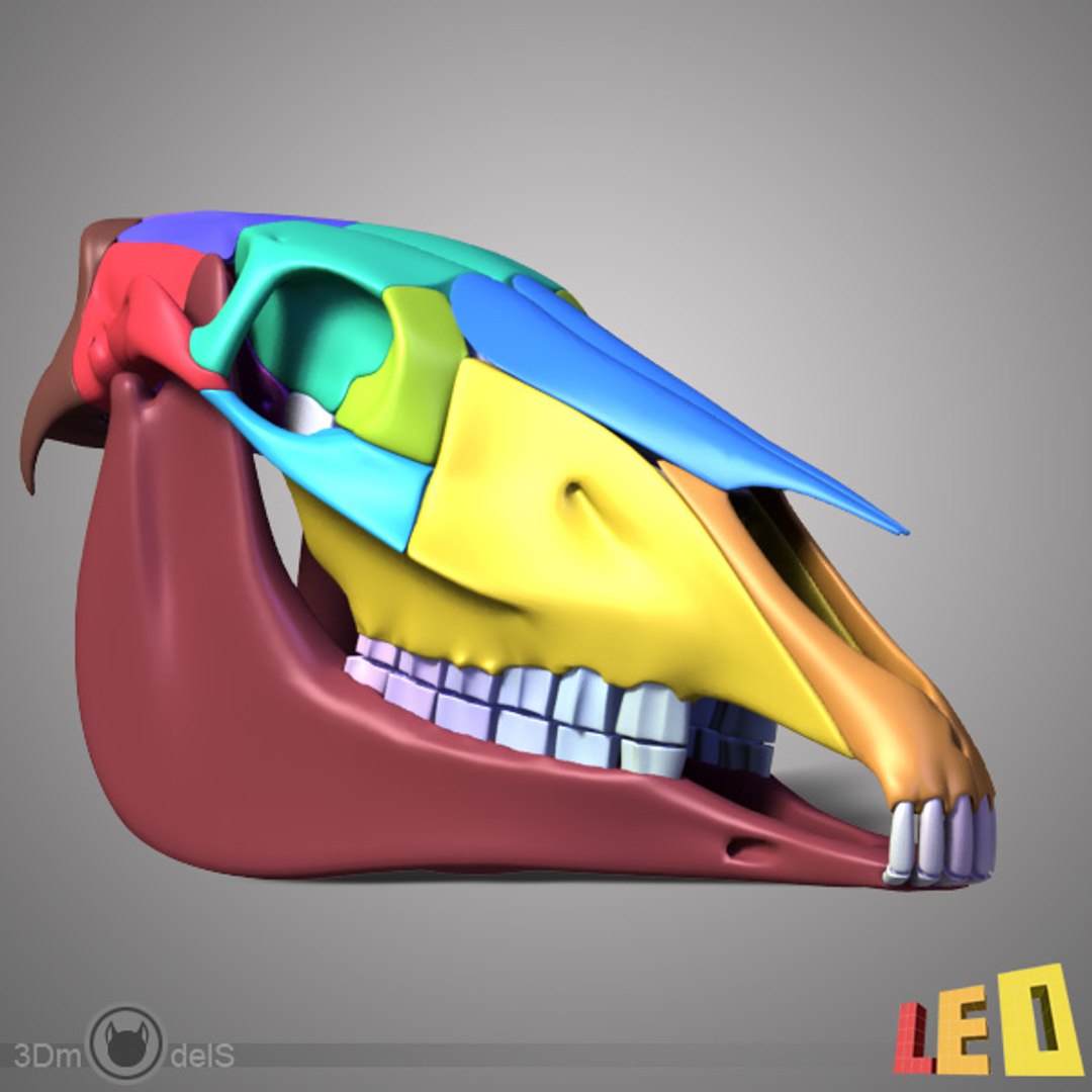 horse skull separated bones 3d 3ds https://p.turbosquid.com/ts-thumb/CC/wdWFOU/hlV8B0M4/horse_skull_leo3dmodels_07/jpg/1308561786/1920x1080/fit_q87/78f0ce0198b00095688a7cf9468a027b0d25ec0a/horse_skull_leo3dmodels_07.jpg